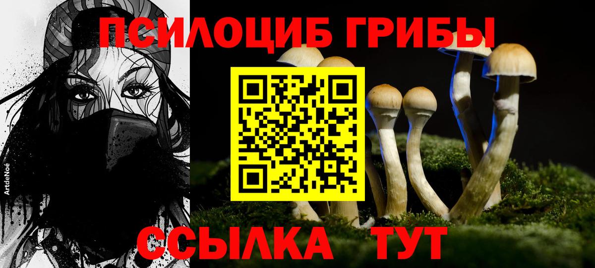 Псилоцибиновые грибы Psilocybine cubensis Камышин